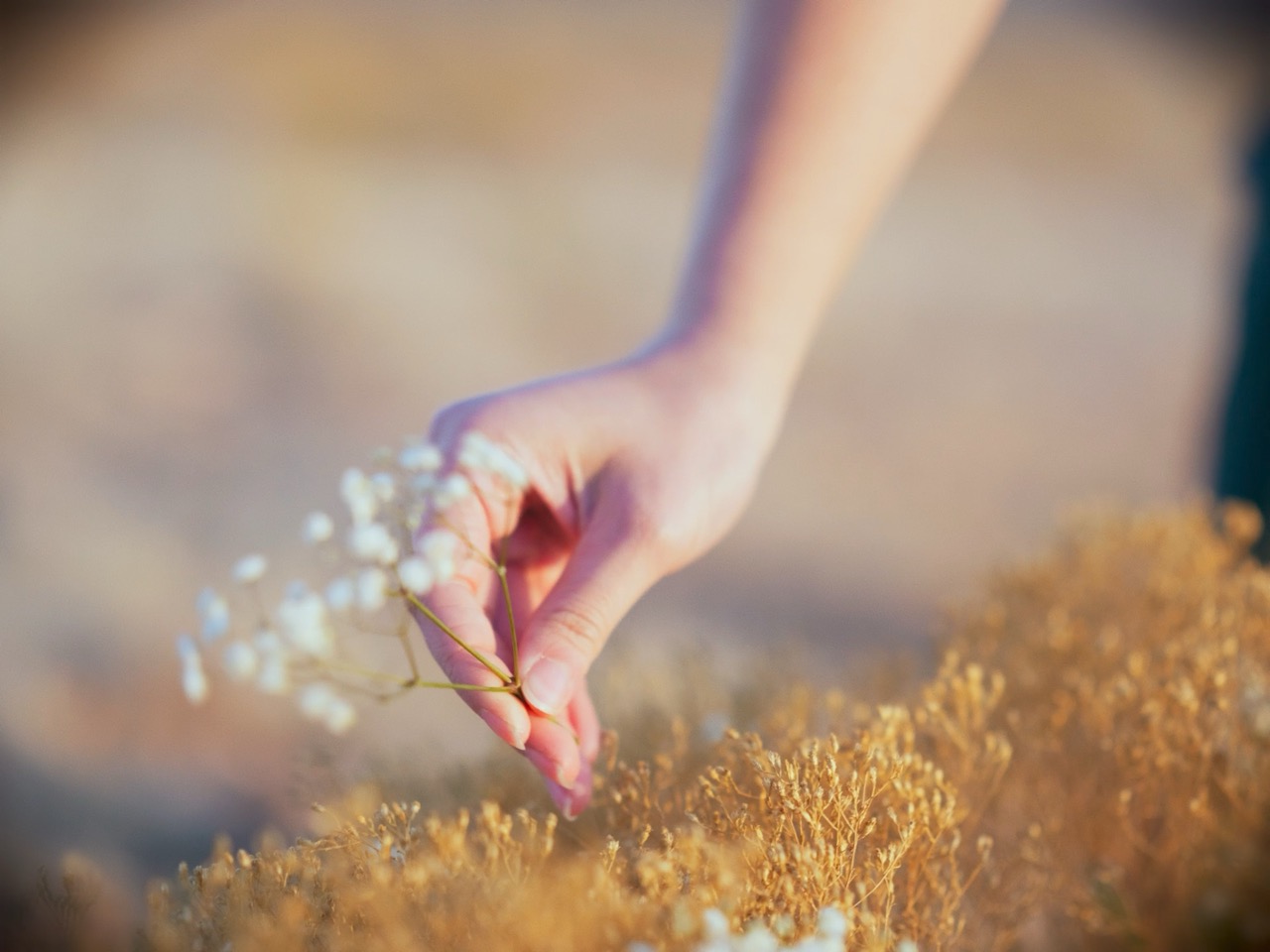 a hand grabs small flowers off of a desert bush