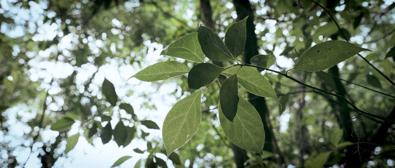 a green leef in a dense forrest